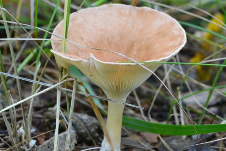 Грибы говорушка ворончатая