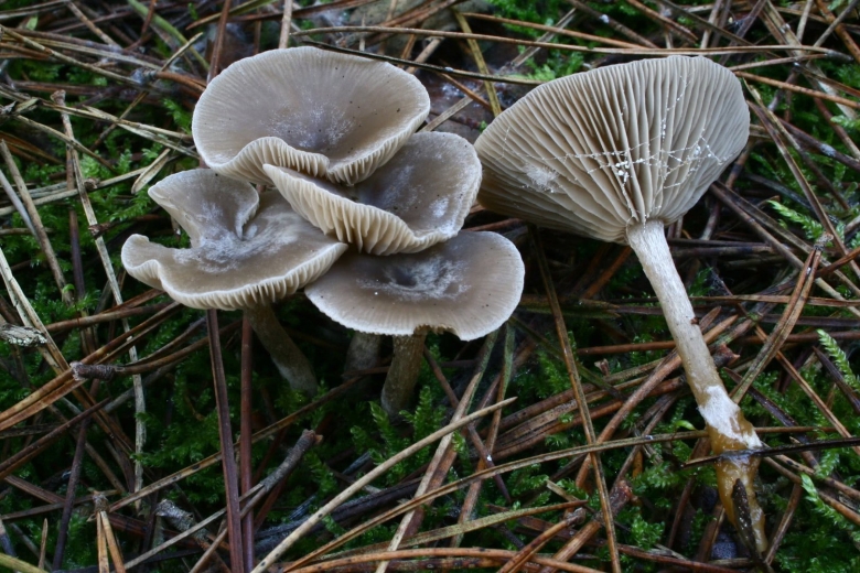 Говорушка ворончатая белая