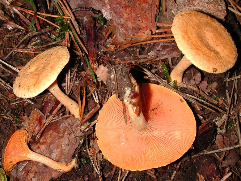 Лисичка ложная Hygrophoropsis aurantiaca