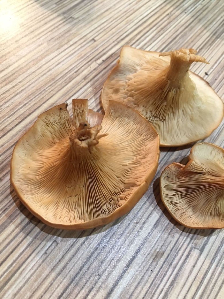 Говорушка буро-жёлтая (paralepista gilva)