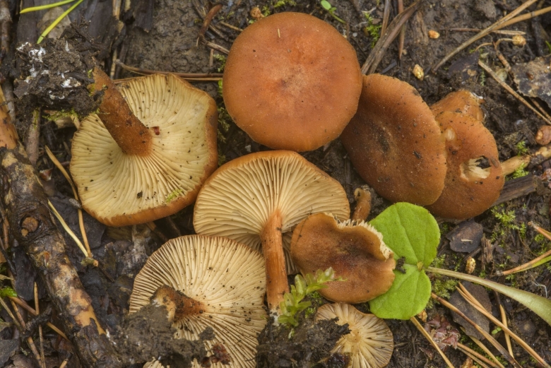 Млечник краснушка