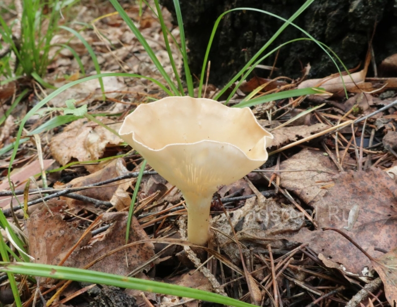 Говорушка ворончатая