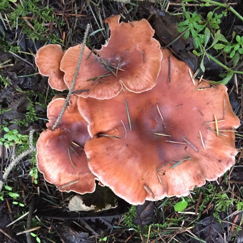 Грибы говорушка ворончатая съедобная