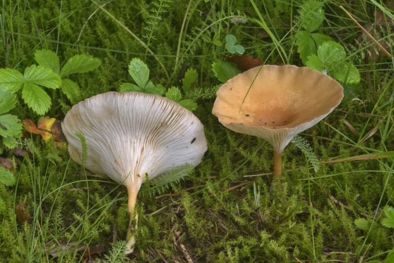 Clitocybe Gibba