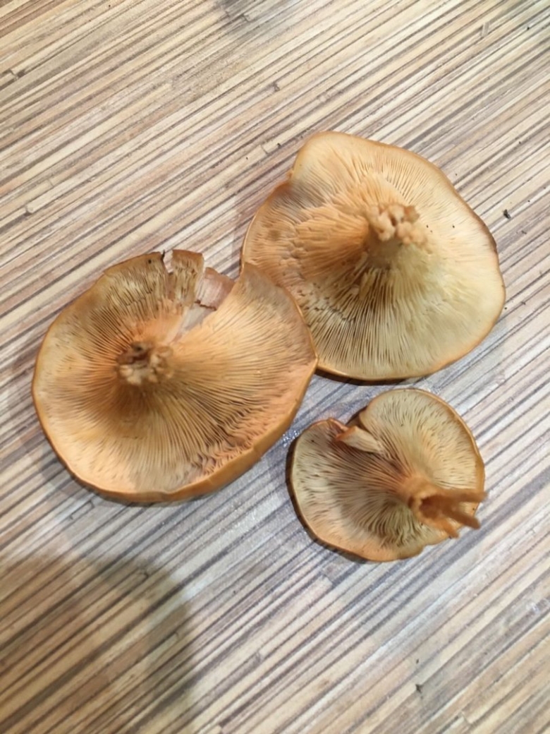Говорушка буро желтая clitocybe gilva