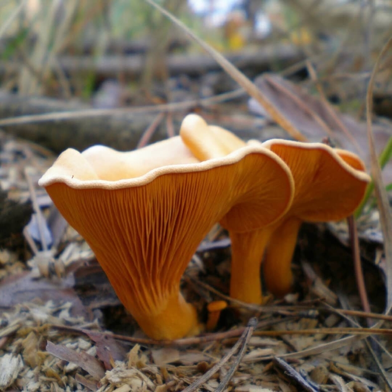 Лисичка ложная Hygrophoropsis aurantiaca