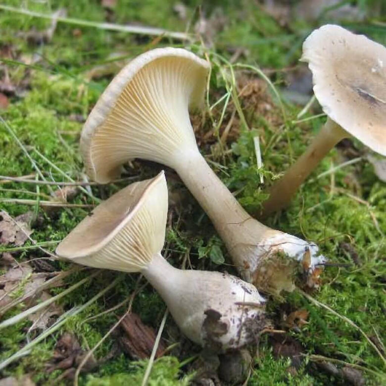 Говорушка беловатая (clitocybe rivulosa)