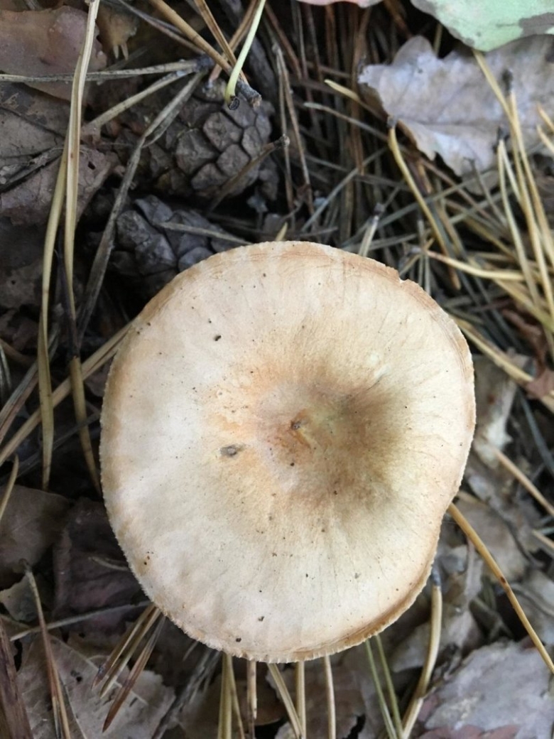 Говорушка блюдцевидная