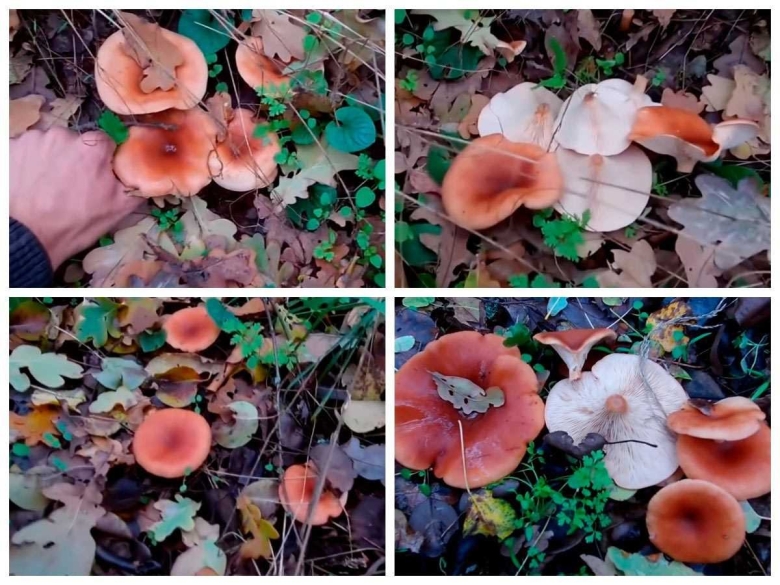 Говорушка ворончатая съедобная