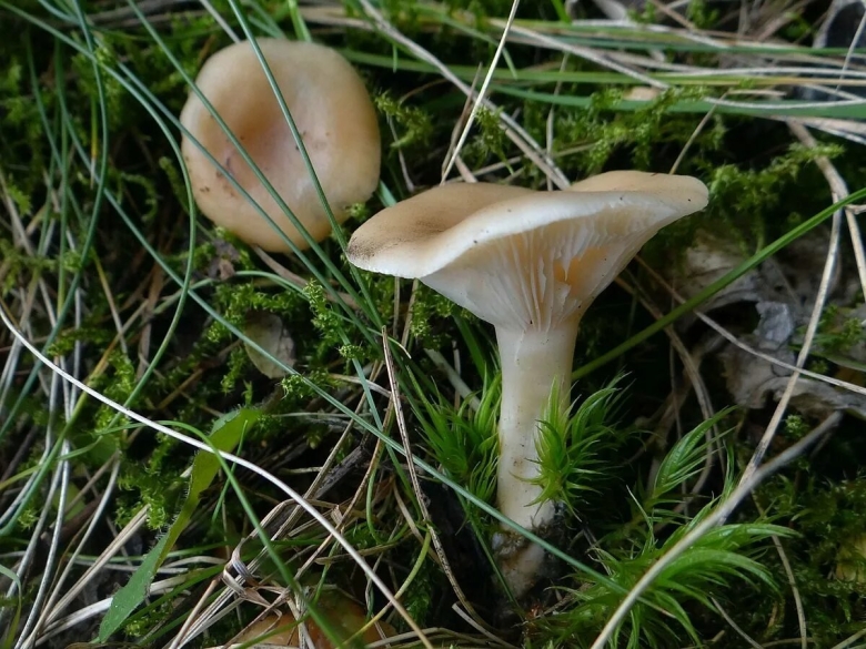Говорушка булавоногая ampulloclitocybe clavipes