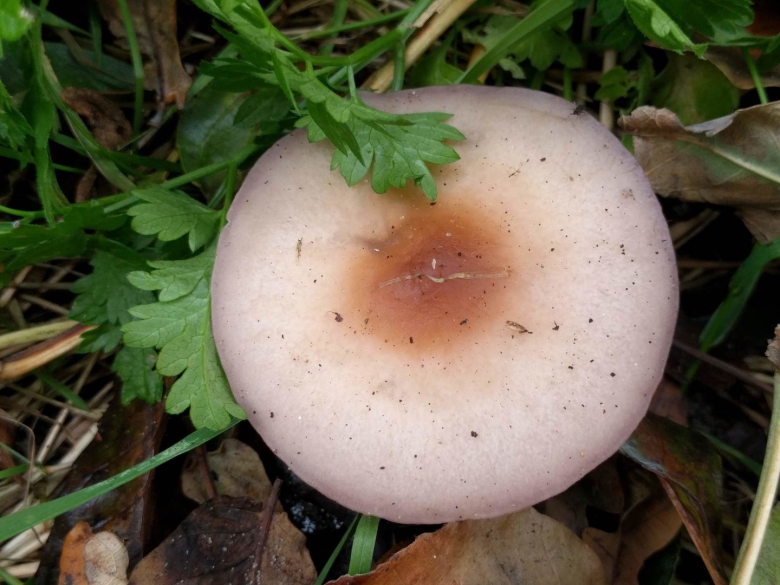 Говорушка буро желтая гриб