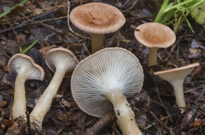 Говорушка булавоногая ampulloclitocybe clavipes