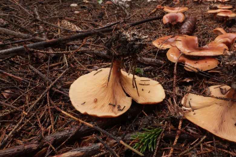 Говорушка перевёрнутая paralepista flaccida