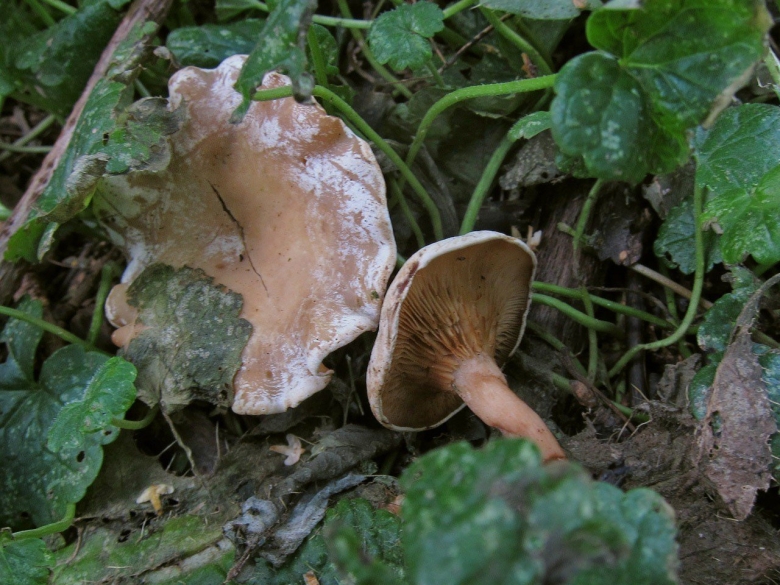 Говорушка красноватая