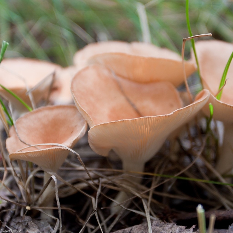 Говорушка ворончатая clitocybe gibba