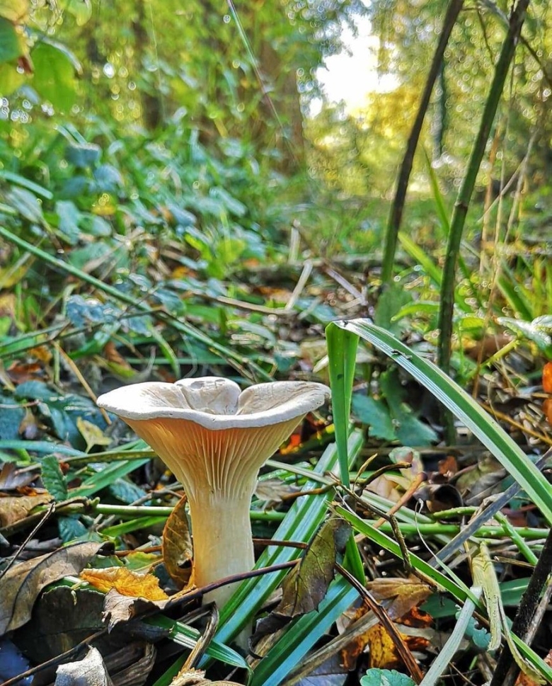 Грибы говорушка ворончатая