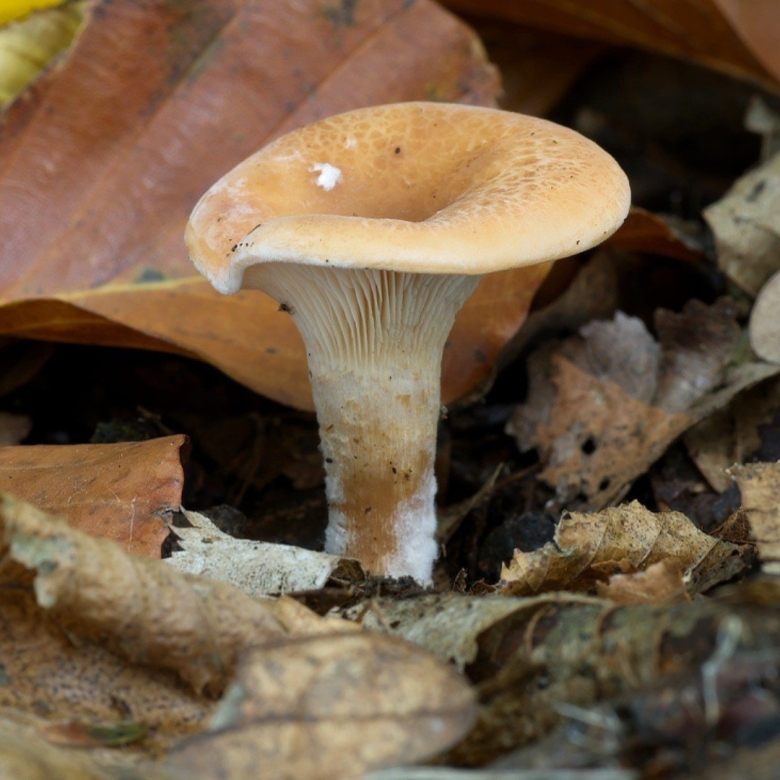 Пилолистник бокаловидный