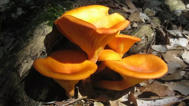 Ядовитые грибы ложная Лисичка