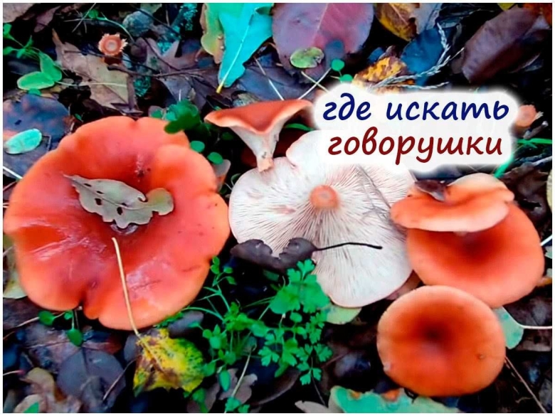 Грибы говорушка ворончатая съедобная