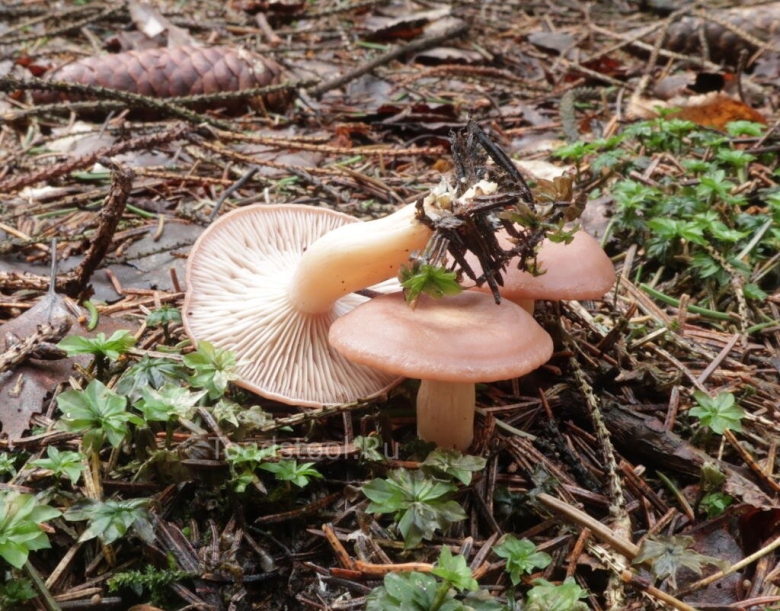 Млечник блеклый грибы