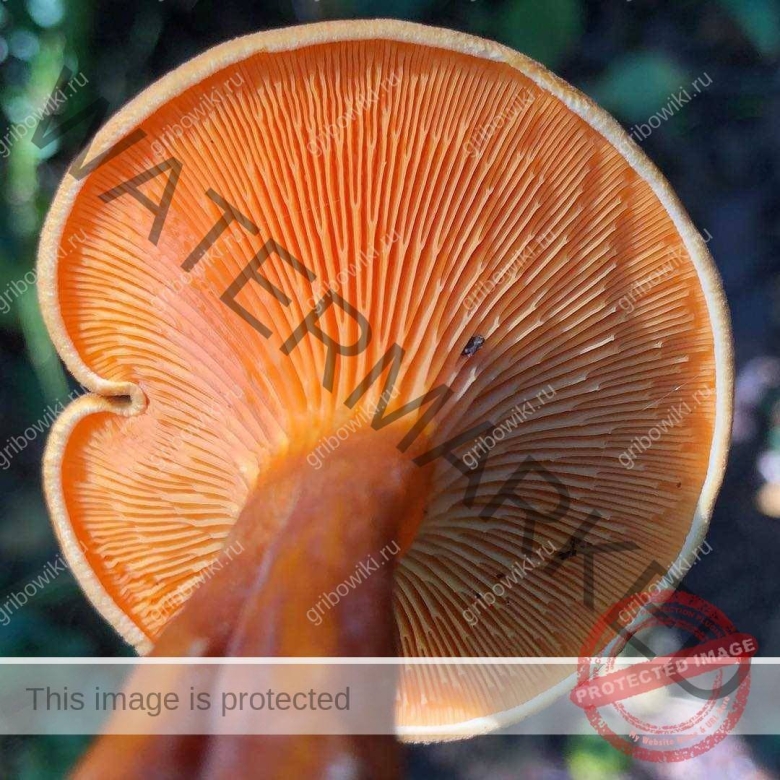 Говорушка оранжево-красная