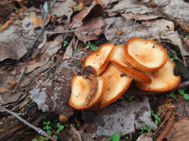 Пецица гриб красная