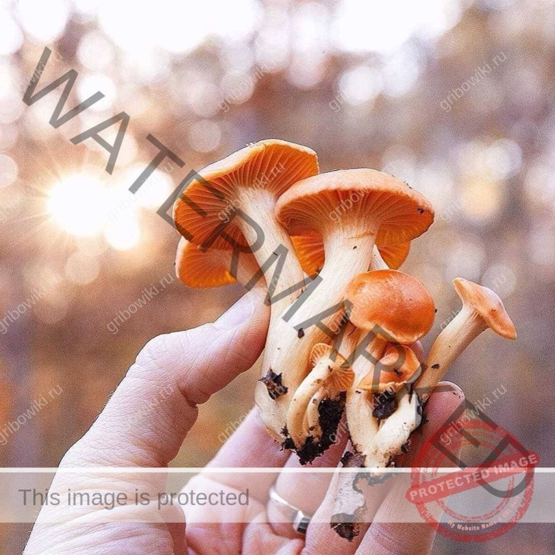 Гриб от депрессии