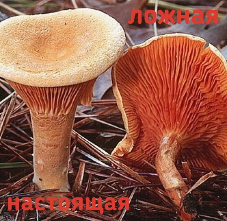Гриб ложная лисичка