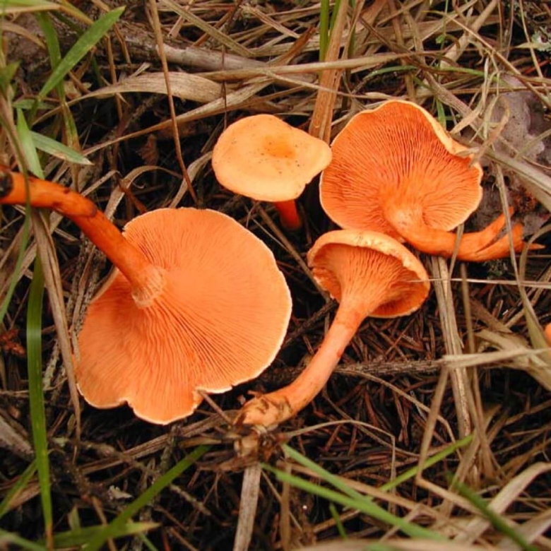 Говорушки ложные лисички