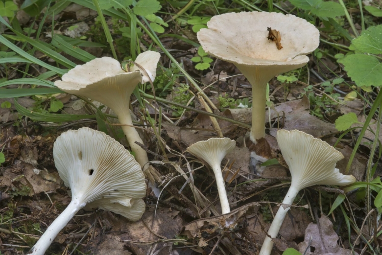 Говорушка воронковидная гриб