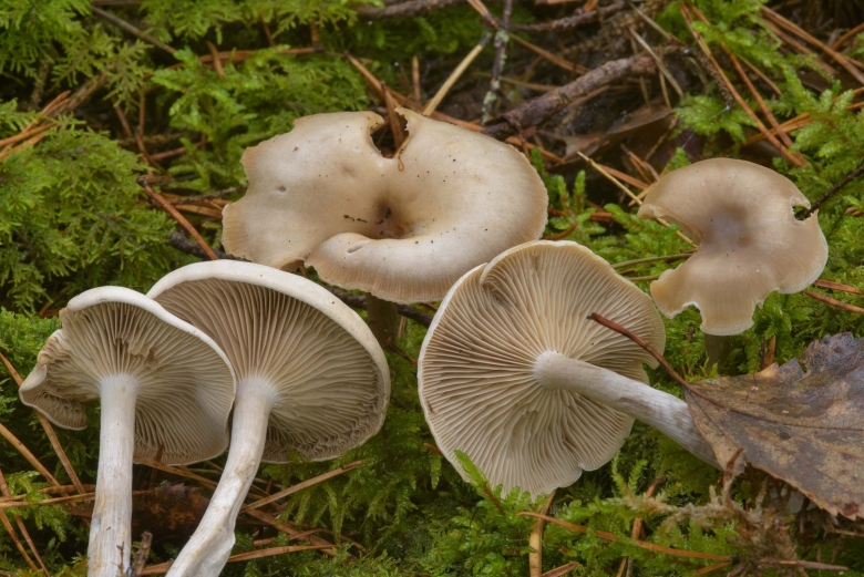 Гриб говорушка беловатая