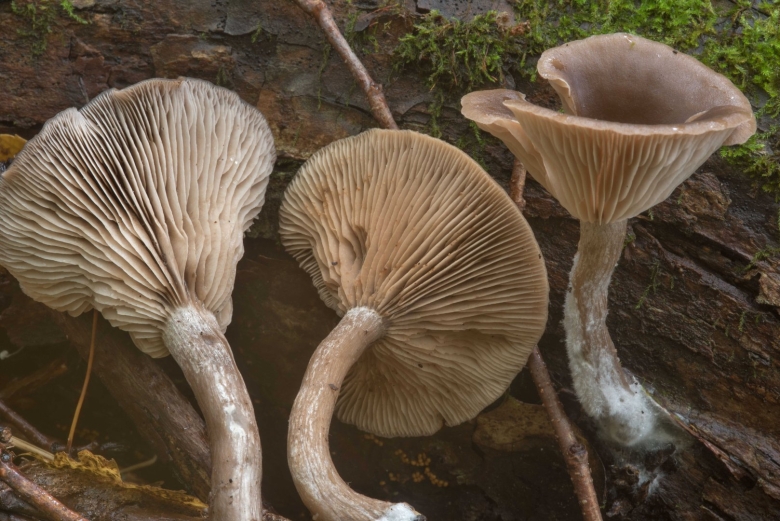 Говорушка гриб съедобный