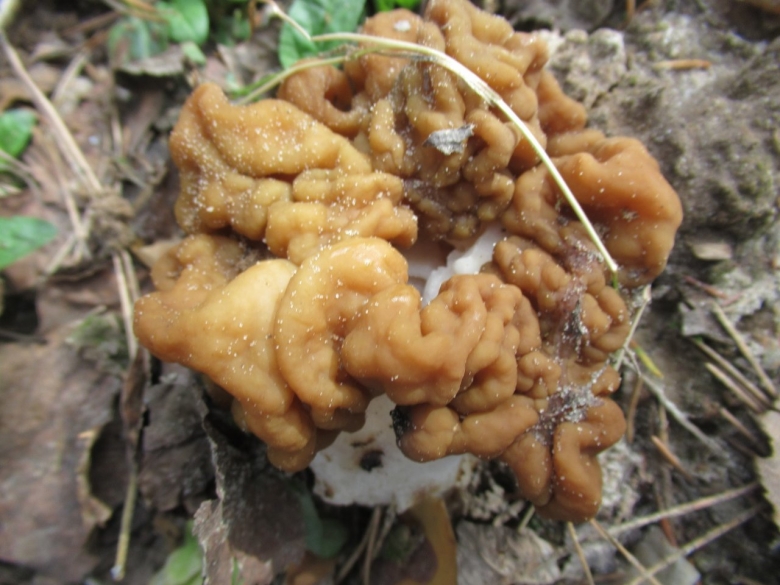 Строчок обыкновенный гриб