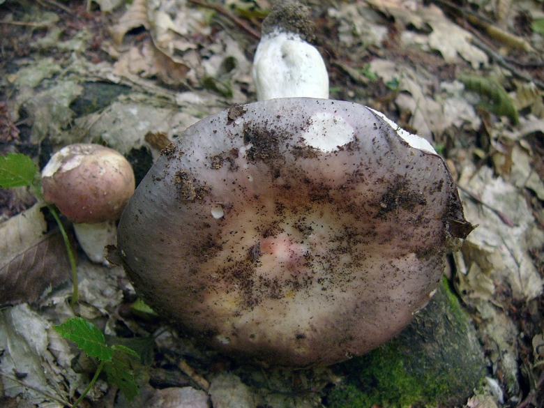 Гриб Russula cyanoxantha