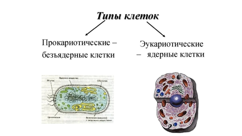 Прокариотические и эукариотические клетки