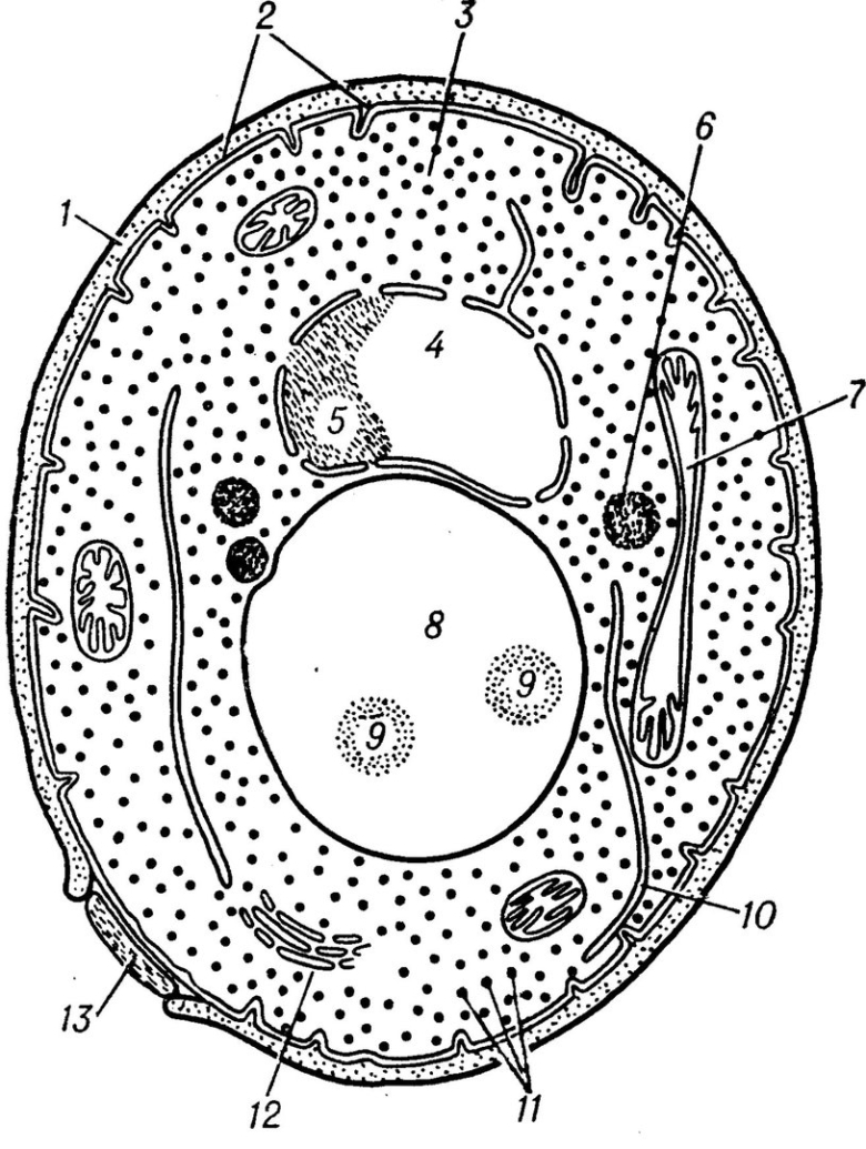Строение дрожжевой клетки