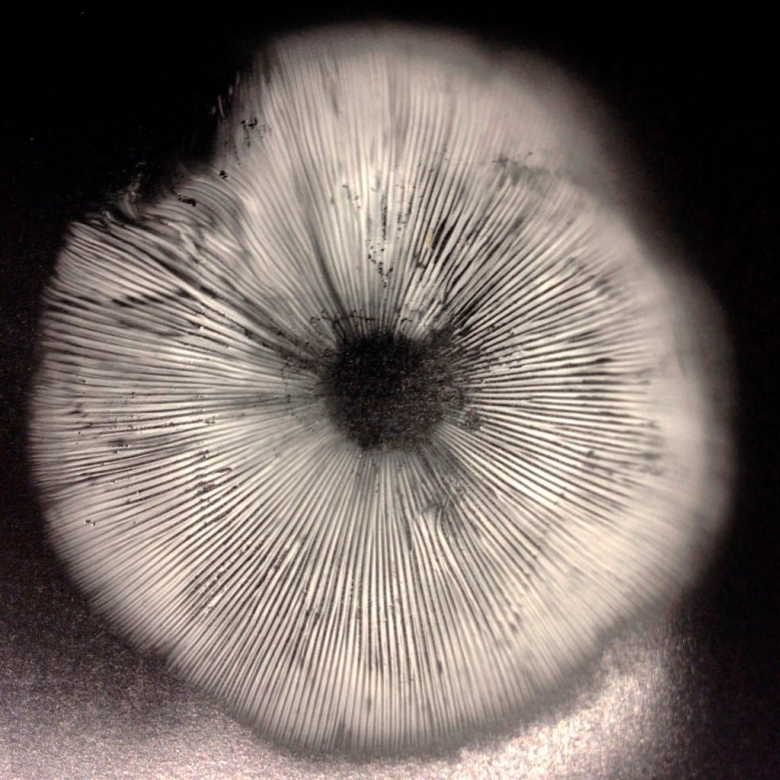 Текстура шляпки гриба