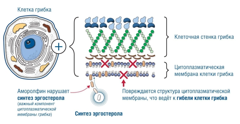 Строение клеточной стенки гриба