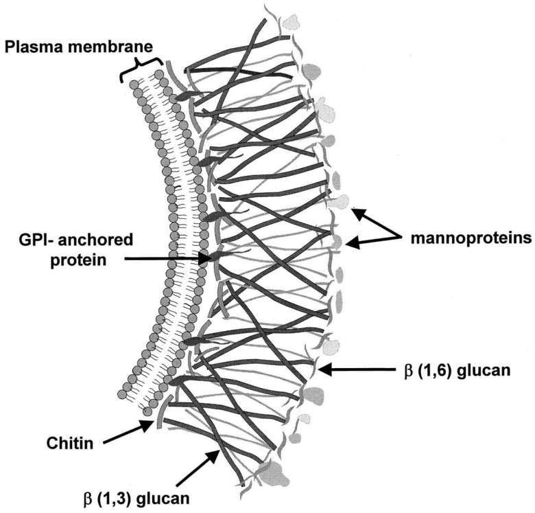 Строение клеточной стенки гриба