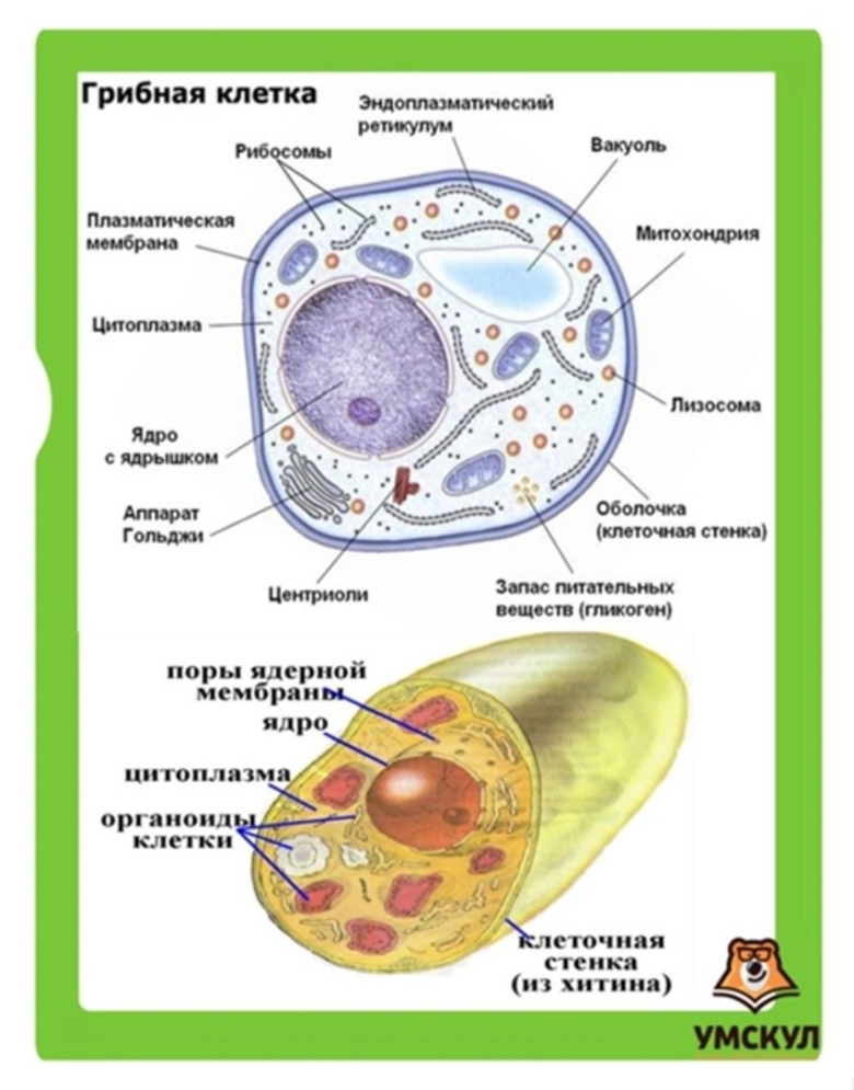 Схема строения клетки гриба