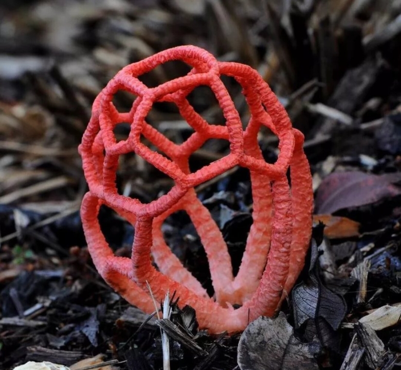 Решеточник красный гриб