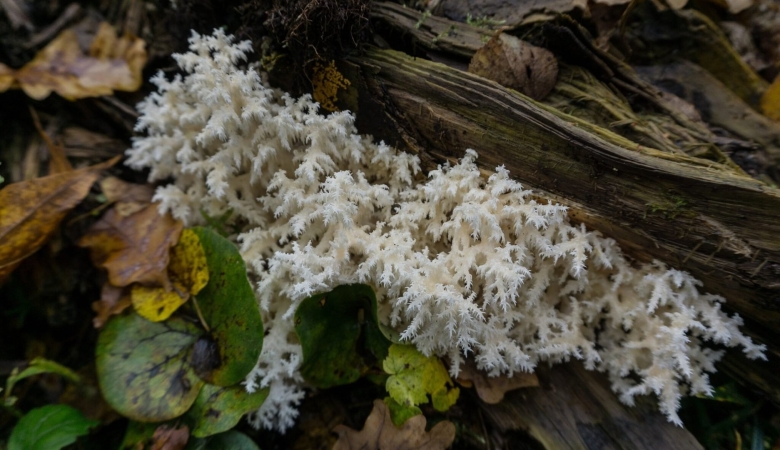 Грибы Брянской области