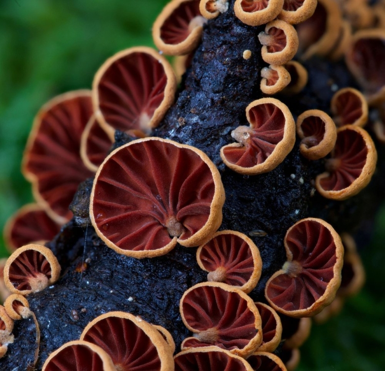 Лерациомицес