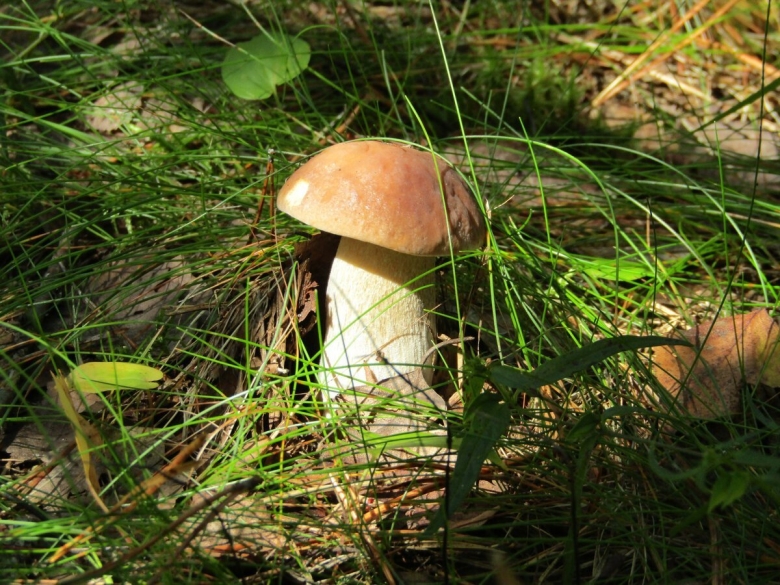 Грибы маслята в Ленинградской области