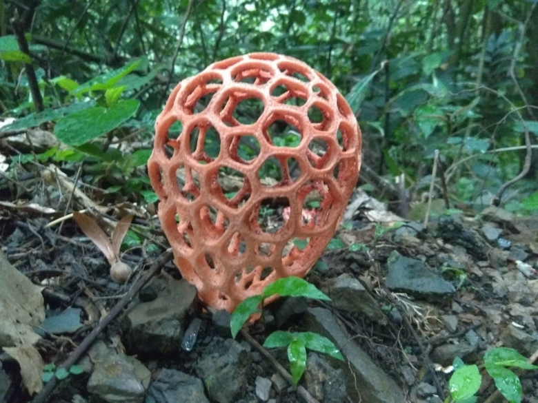 Ядовитый гриб решеточник красный