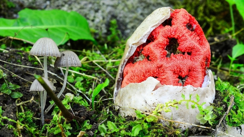 Гриб решеточник красный