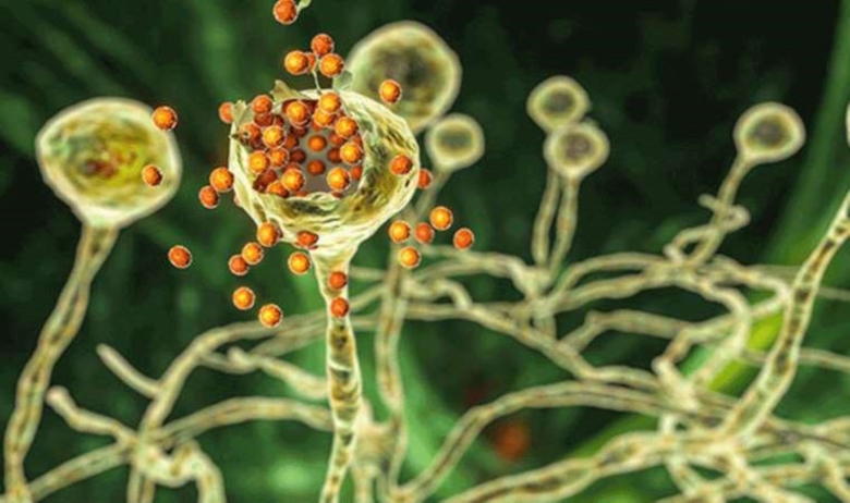 Мукормикоз черная плесень