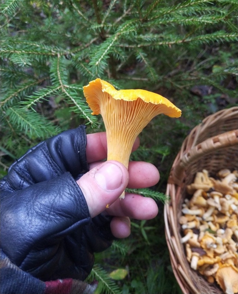 Лисичка гриб картинка для детей