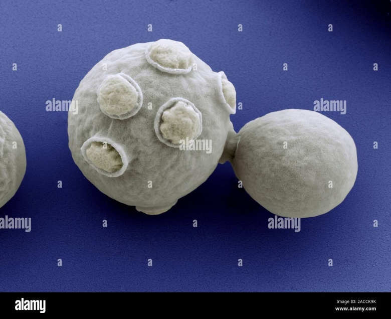 Дрожжи Saccharomyces cerevisiae