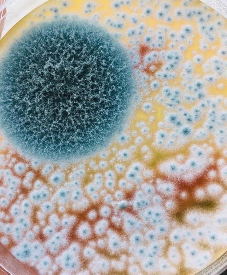 Плесневые грибы пенициллиум